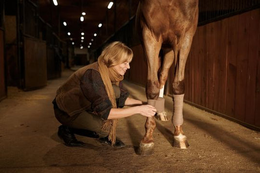 Common Horse Leg Injuries and How to Treat Them