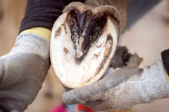 Sole Bruise Relief: Farrier Tools That Reduce Concussive Pressure