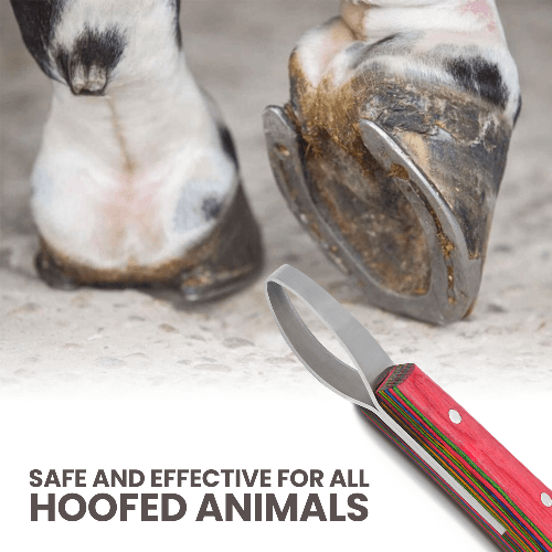 Loop Hoof Knife for Horses – J2 Stainless Steel, Ergonomic Handle - Equine Care