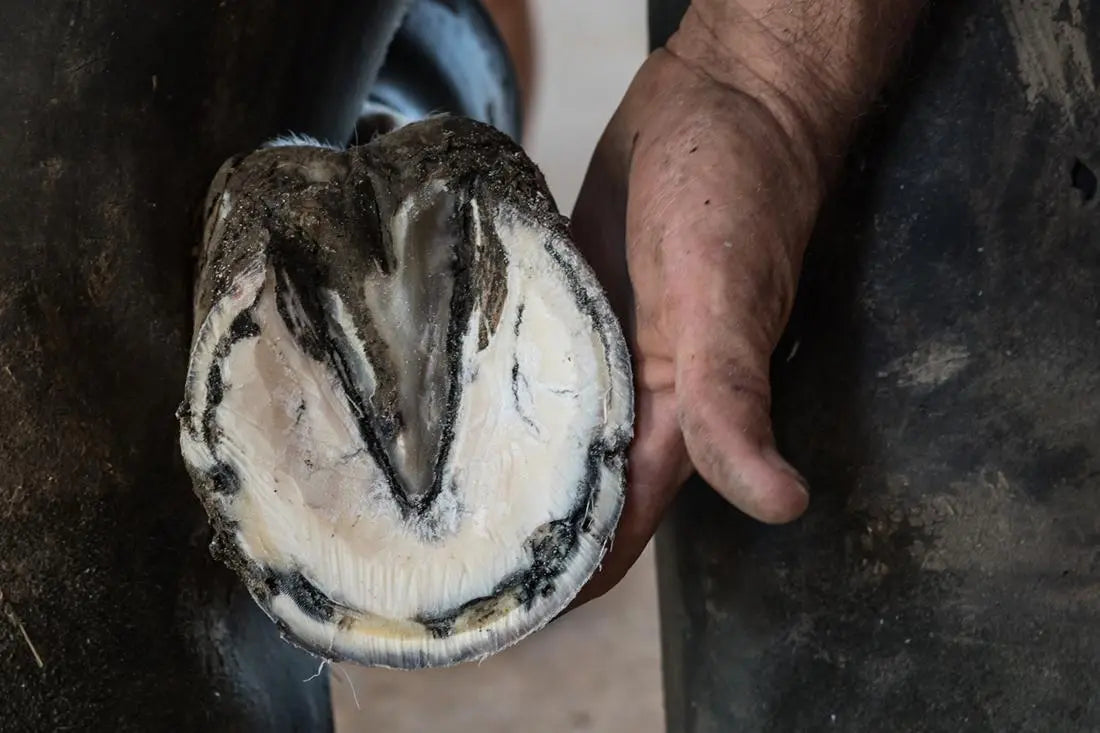 Horse Hoof Fungus Treatment Made Easy | Professional White Line Disease Guide