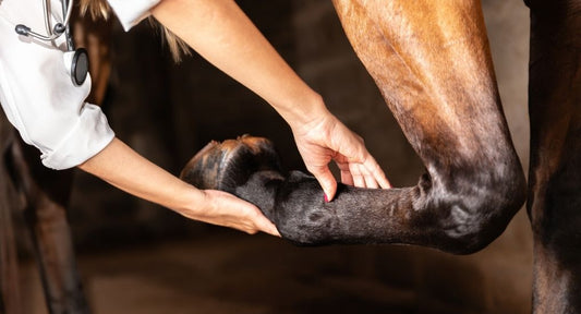 Common Horse Leg Injuries and How to Treat Them