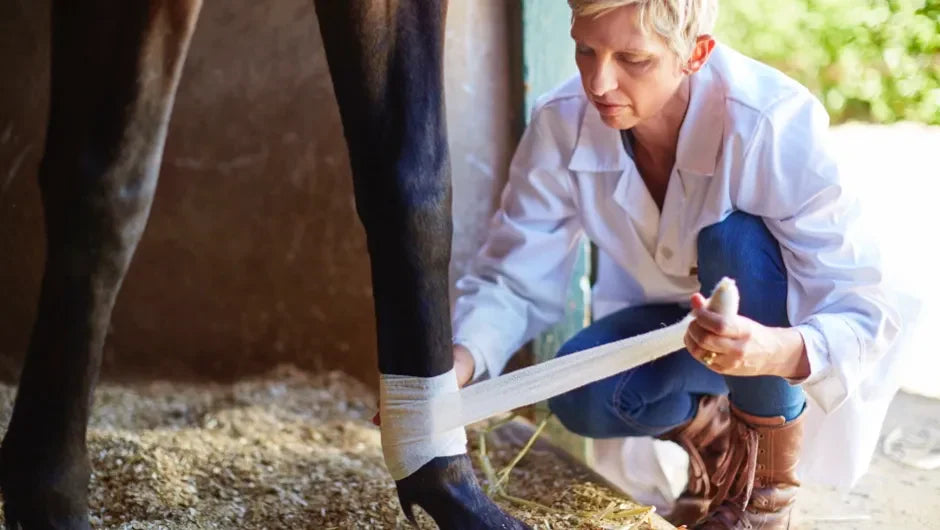 Fixing a Horse’s Leg: Can a Horse’s Leg Injury Truly Be Repaired?