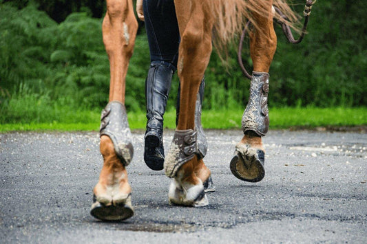 Cellulitis in Horses: Complete Care & Treatment Guide