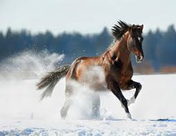 101 Fun Facts About Horses: Speed, Intelligence & Surprising Secrets