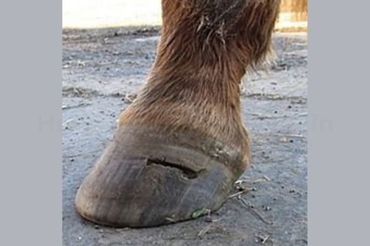 How to Treat Abscess in Horse Hoof