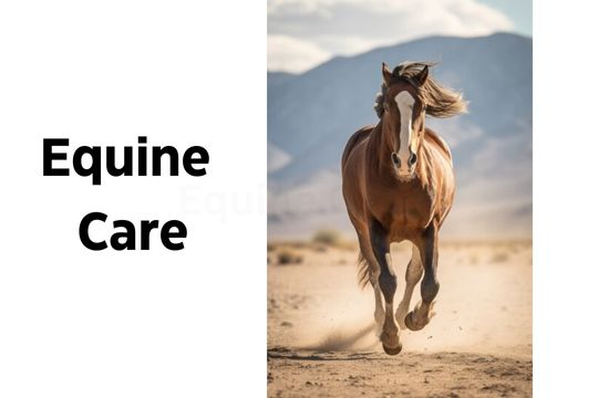 Cellulitis in Horses: Best Care and Treatment Options