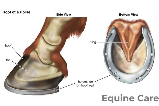 Horse Hoof Anatomy: What Is the Frog Made Of and How Does It Function?