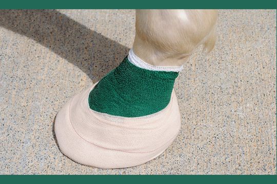 How to Wrap a Horse Hoof: A Step-by-Step Guide