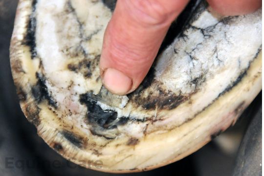 Hoof Rot in Horses: Signs, Solutions & Prevention