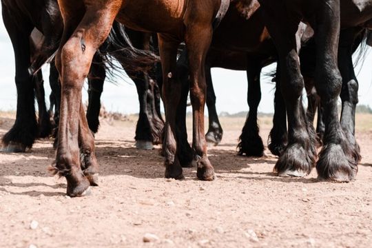 Are Horse Hooves Like Nails? Find Out Here