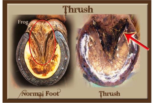 Horse Hoof Thrush Treatment: Essential Care Tips