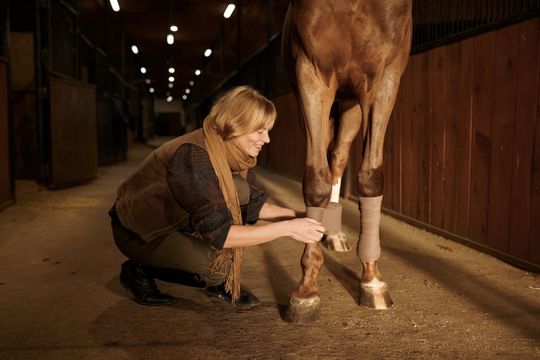 Common Horse Leg Injuries and How to Treat Them