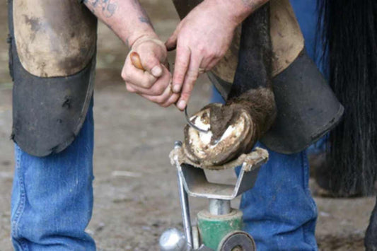 Essential Horse Farrier Tools for Horse Hoof Care