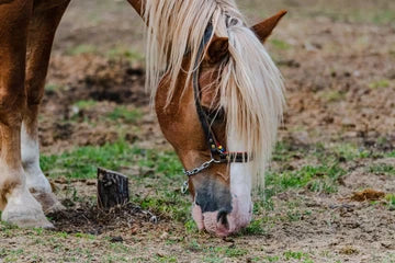 How to Maintain Horse Hoof Health: A Step-by-Step Guide