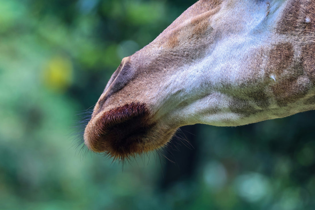 Horse Hoof Fungus Treatment Made Easy
