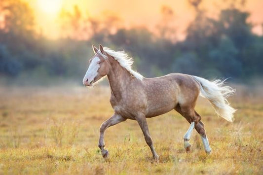 How to Treat Hoof Canker in Horses: Step-by-Step Guide