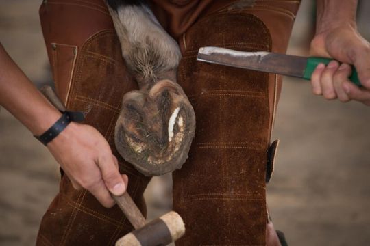 A Day in the Life of a Professional Farrier: Tools, Techniques, and Tips