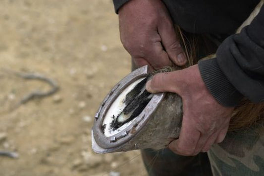 Why do horses need their hooves picked?