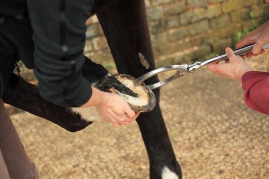 Perfect Hoof Care with a Loop Hoof Knife