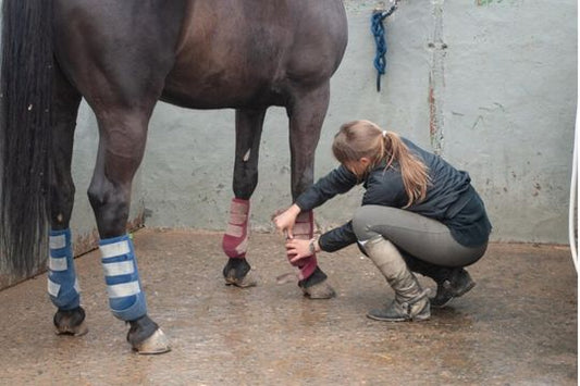 Horse Leg Infection Treatment