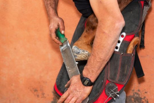 Farrier Tool Safety: Best Practices to Avoid Injury