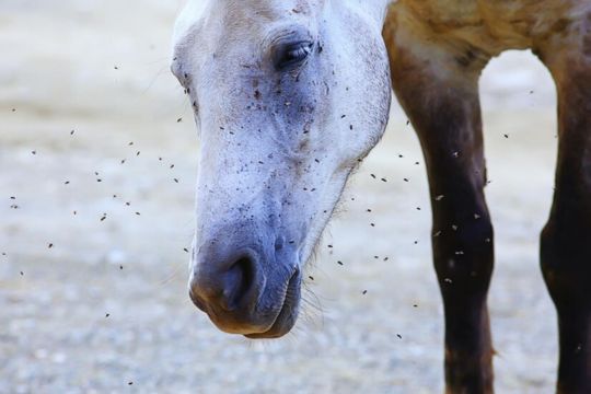 How to Remove Bot Fly Eggs from Horses Safely