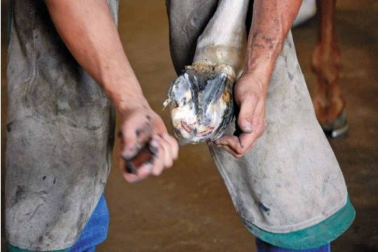 The Best Tools for White Line Disease