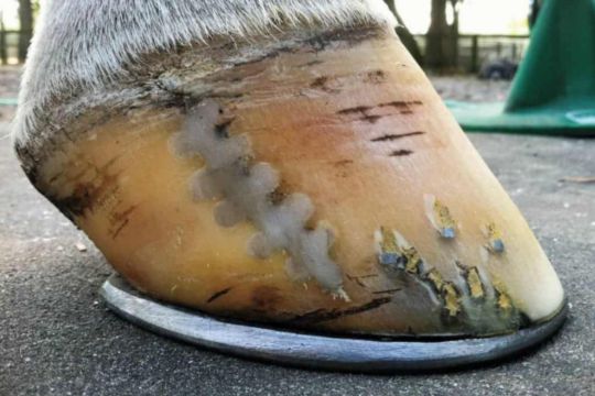 Essential Tools for Managing Hoof Wall Cracks