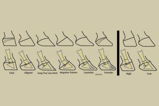 Support Tools for Correcting Flat Feet in Horses