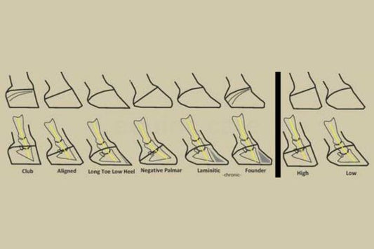 Support Tools for Correcting Flat Feet in Horses