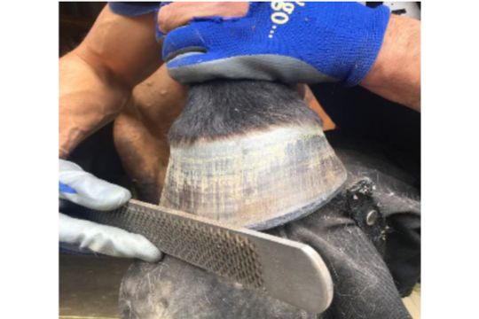 How to Reverse Under-Run Heels with Trim and Tools