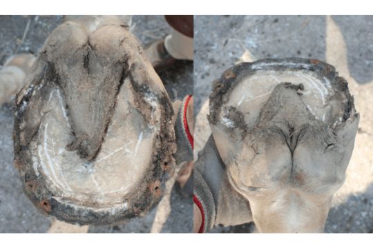 Overgrown Frog? Trim Cleanly with Our Pro Knife Collection