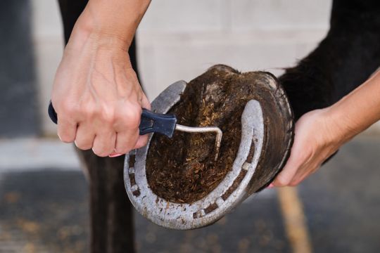 Stimulate Frog Health with Tools That Promote Natural Contact