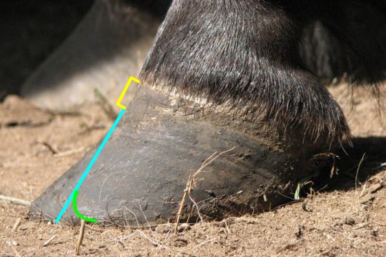 Eliminate Hoof Wall Flare with Precision Rasping Tools
