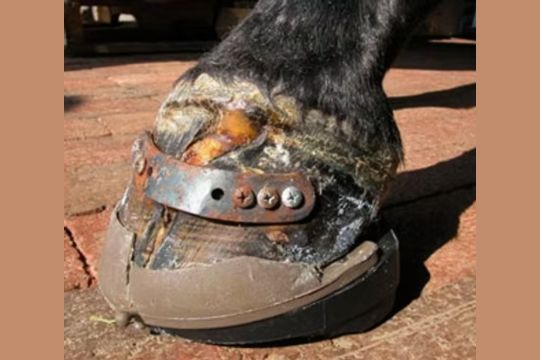 Best Trimming Tools for Toe Crack Stabilization