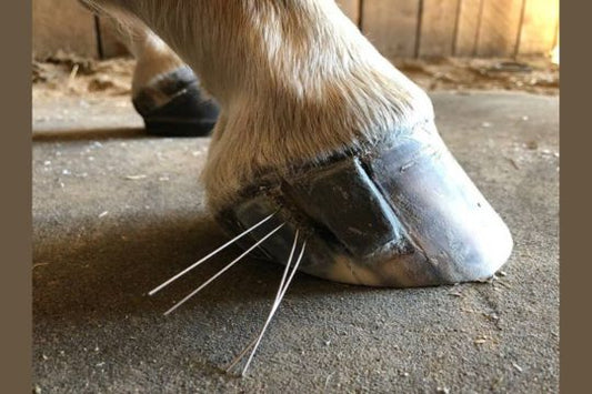 Fixing Heel Cracks: Farrier Tools That Get Results