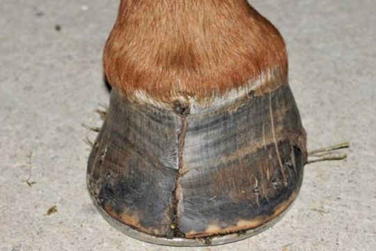 Farrier Tools to Support Minor Punctures and Coronary Injuries