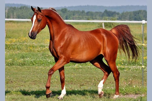 How Gels Can Support Your Horse’s Joint Health?