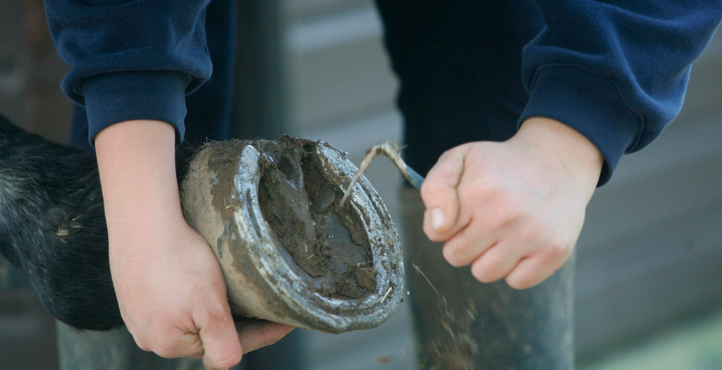 Cleaning a Horse Hoof