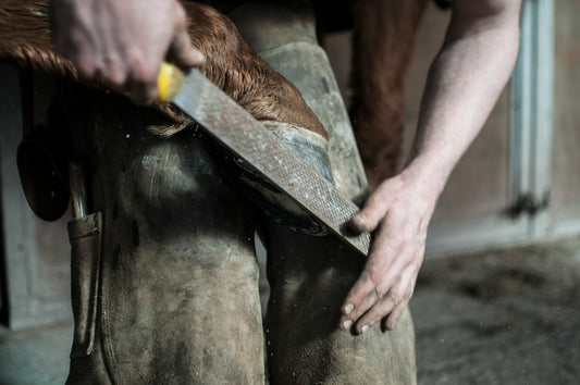 Rebuilding Hoof Concavity and Managing the Dropped Sole with Modern Farrier Science