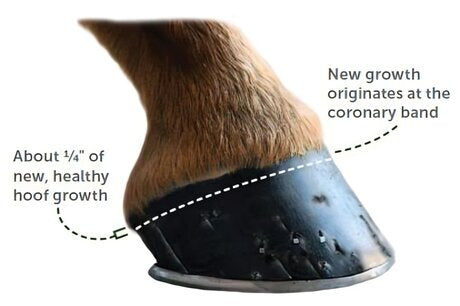 Does a Horse’s Hoof Grow Back? A Comprehensive Guide