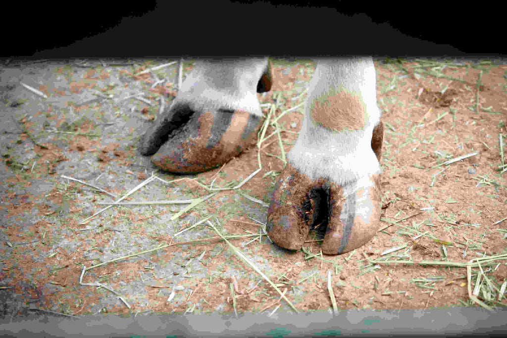 Common Horse Hoof Problems and How to Prevent Them