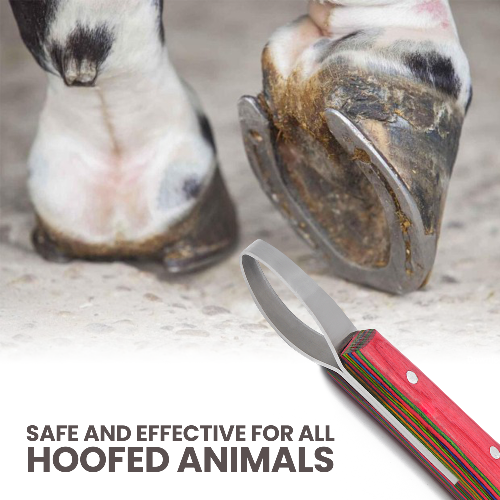 Loop Hoof Knife for Horses – J2 Stainless Steel, Ergonomic Handle