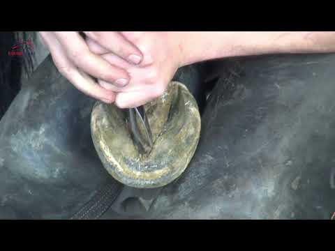 Blue Loop Hoof Pick Knife – Double Edged J2 Steel, Ergonomic Blue Handle & Hoof Pick